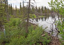 Castor canadensis